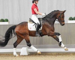 dressage horse Zoomanji (Westphalian, 2020, from Zoom 8)