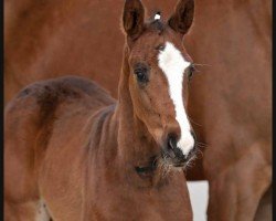 foal by Grande Dame (Hanoverian, 2024, from Global Player OLD)