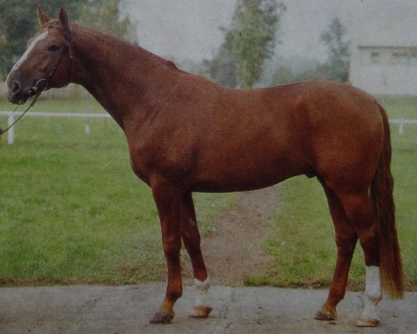 stallion Largos (Noble Warmblood, 1981, from Leuchtfeuer)