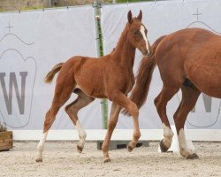 foal by Ventura (Westphalian, 2024, from Venturo)