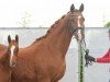 broodmare Erika (Hanoverian, 2004, from Ehrenwort)