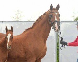 broodmare Erika (Hanoverian, 2004, from Ehrenwort)