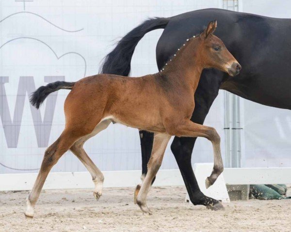 foal by Elena (Westphalian, 2024, from Extra Gold)