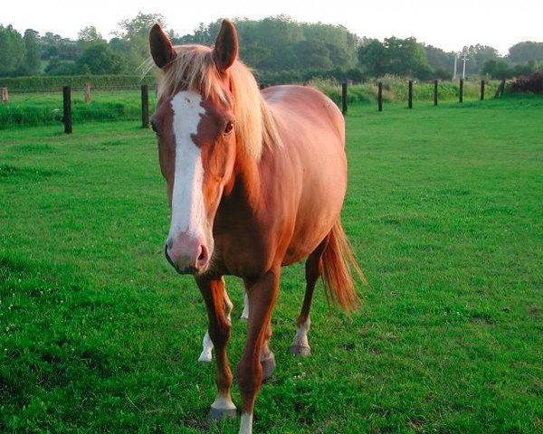 broodmare Gipsy des Mesnils (Selle Français, 1994, from Laudanum xx)