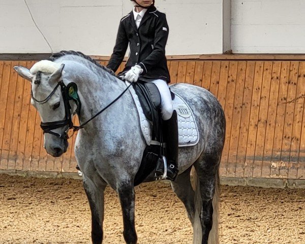 dressage horse Nalah Lou (German Riding Pony, 2018, from Not Black)