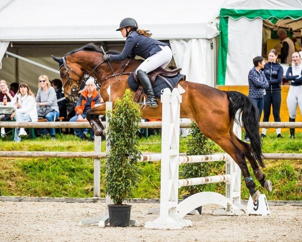 Springpferd Rocking Summer (Oldenburger, 2016, von Rock Forever NRW)