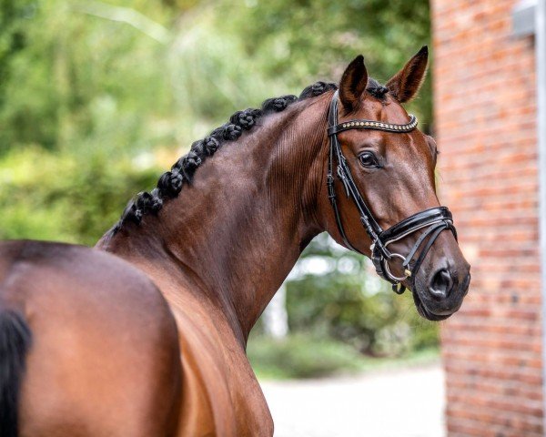 Zuchtstute Heidi alias Quibelle (Hannoveraner, 2018, von Quantensprung 3)