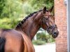 broodmare Heidi alias Quibelle (Hanoverian, 2018, from Quantensprung 3)