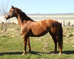 broodmare Grenoble (Holsteiner, 2014, from Askari)