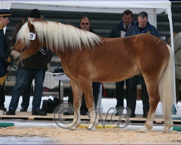 stallion Wienerart (Haflinger, 2006, from liz. 280/T Wolfgang)