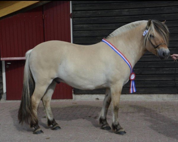 Pferd Ivar (Fjordpferd, 2012, von Hermansen N.2629)