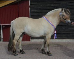 horse Ivar (Fjord Horse, 2012, from Hermansen N.2629)