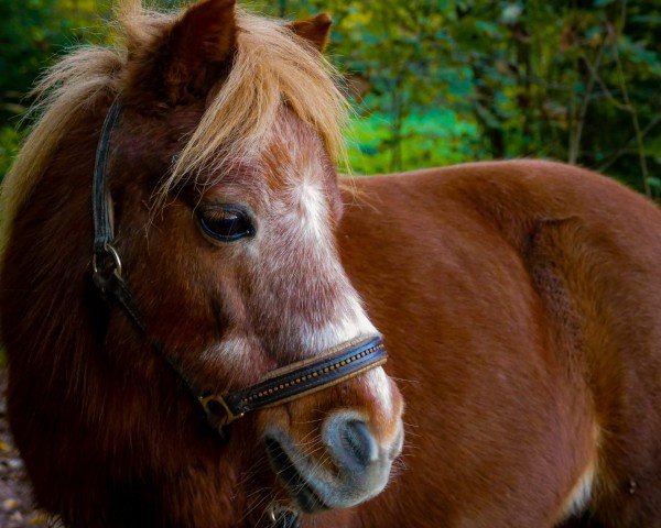 horse Wilma (Shetland pony (under 87 cm), 2003)