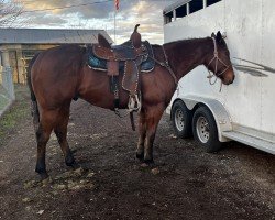 Pferd Control thinker (Quarter Horse, 2017, von PYC Paint Your Wagon)