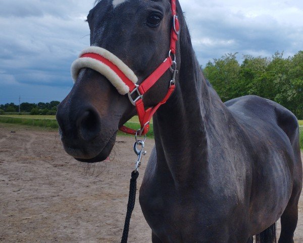 broodmare Edostella (Oldenburg, 2003, from Fürst Heinrich)