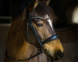 dressage horse Abalou 9 (German Riding Pony, 2015, from A new Star)