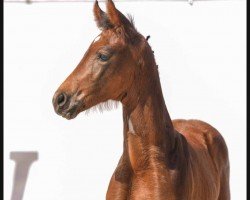 dressage horse Delara (Westphalian, 2024, from Don Olympic)