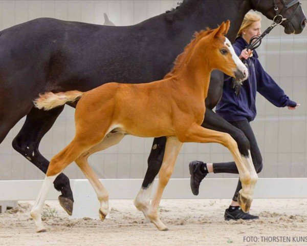 foal by Bounty (Hanoverian, 2024, from Bloomingdale)