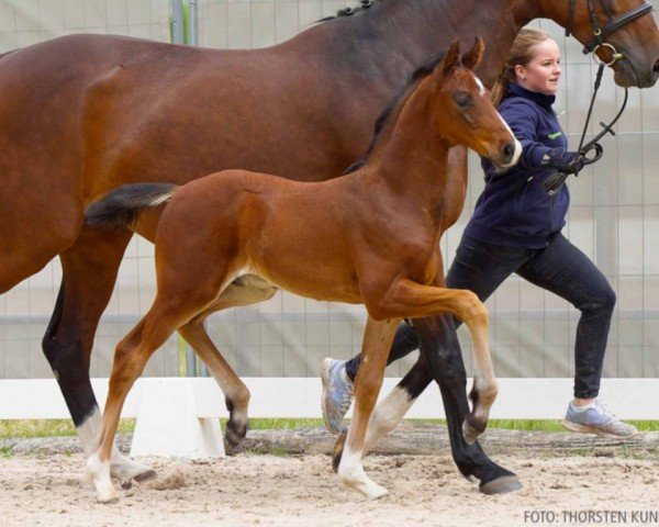 Fohlen von Gran Torino (Hannoveraner, 2024, von Global Player OLD)