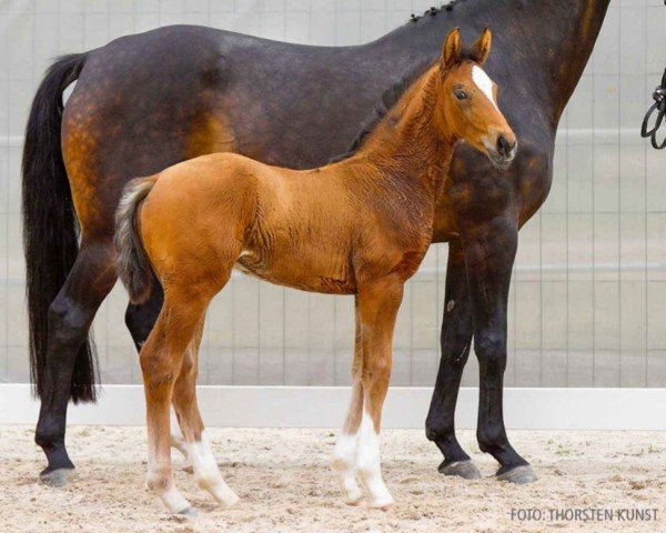 foal by Veloce (Hanoverian, 2024, from Viva Gold OLD)