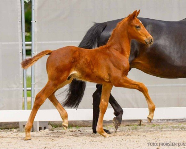 foal by Valeo M (Hanoverian, 2024, from Vitalis)