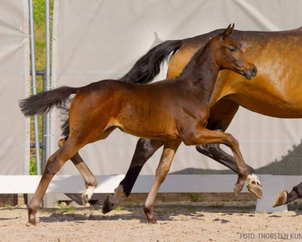 foal by Freude Pur (Hanoverian, 2024, from Federer)