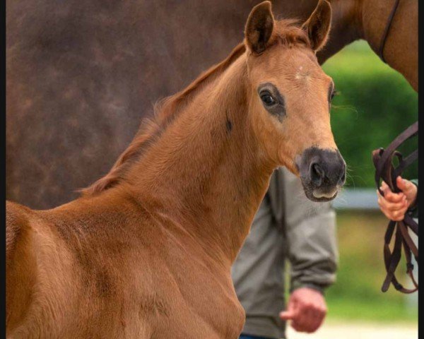 foal by O'Giulia (Hanoverian, 2024, from Opoque)