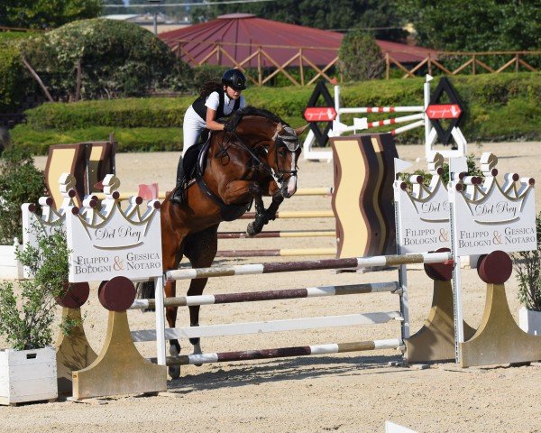 Springpferd Kalinka Sitte (Belgium Sporthorse, 2016, von Arko III)