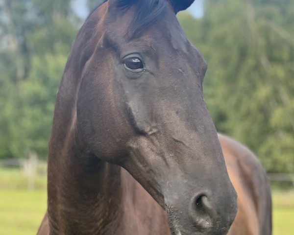 Pferd Odin 420 (Trakehner, 2009, von Bellheim)