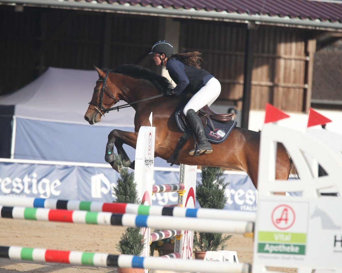 jumper Shakira Sh (Austrian Warmblood, 2016, from Grandorado TN)