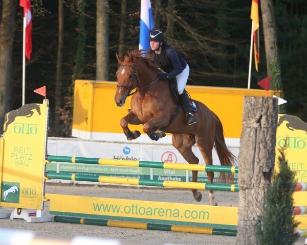 Springpferd I'm Lola (Österreichisches Warmblut, 2017, von I'm Special de Muze)