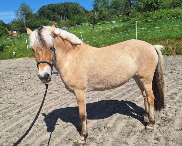 dressage horse Lascada (Fjord Horse, 2020, from Kelvin)