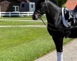 dressage horse Chopin 108 (German Riding Pony, 2015, from Cosmopolitan NRW)