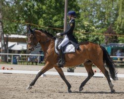 dressage horse Rhiana 2 (Hanoverian, 2005, from Rotspon)