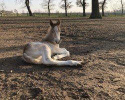 horse Bumblebee (Haflinger Mix, 2022, from Bergkristall-Q)