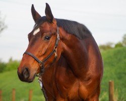 broodmare Farah Diba (Hanoverian, 2019, from Finnigan)