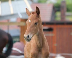 foal by Fannie Vitalia (Oldenburg, 2024, from Vitalos FRH)