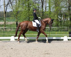 dressage horse Jenny's Joy (Westphalian, 2011, from Herzruf)