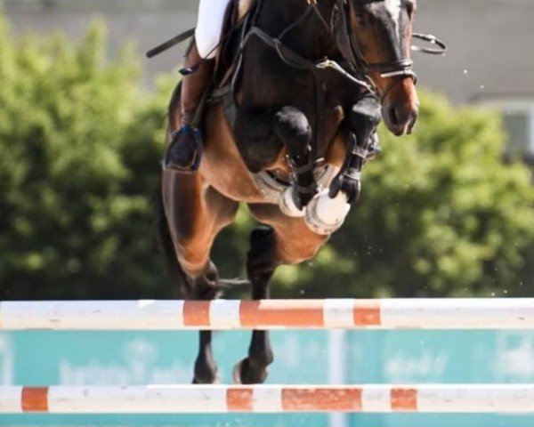 horse Torez vd Nosahoeve Z (Zangersheide riding horse, 2018, from Toulon)