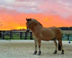 horse Dismo (Fjord Horse, 2008, from Dylan)