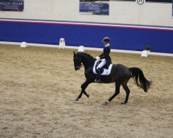 dressage horse Graziana 31 (Hanoverian, 2011, from Gribaldi)