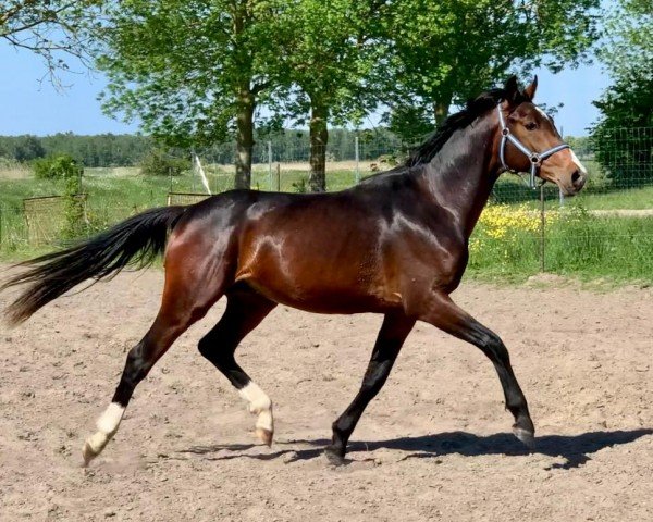 dressage horse Florian (Oldenburg, 2022, from Fidertanz)