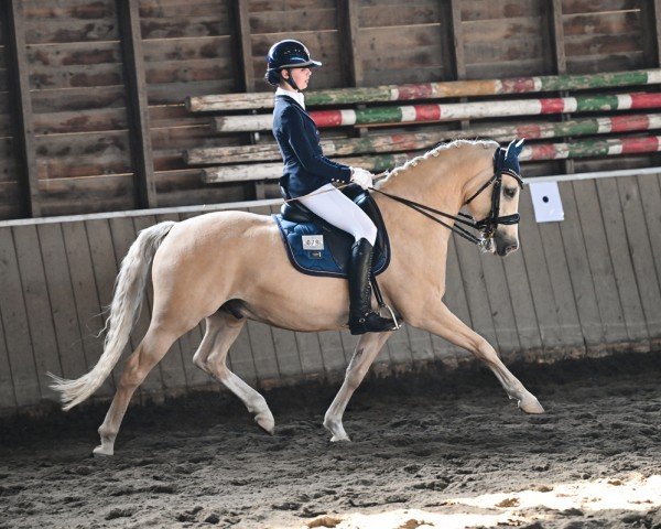 dressage horse Alposa's Charles The Champ (German Riding Pony, 2017, from FS Champion de Luxe)