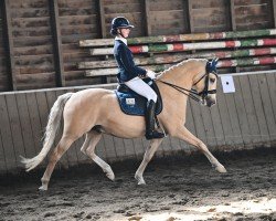 Dressurpferd Alposa's Charles The Champ (Deutsches Reitpony, 2017, von FS Champion de Luxe)