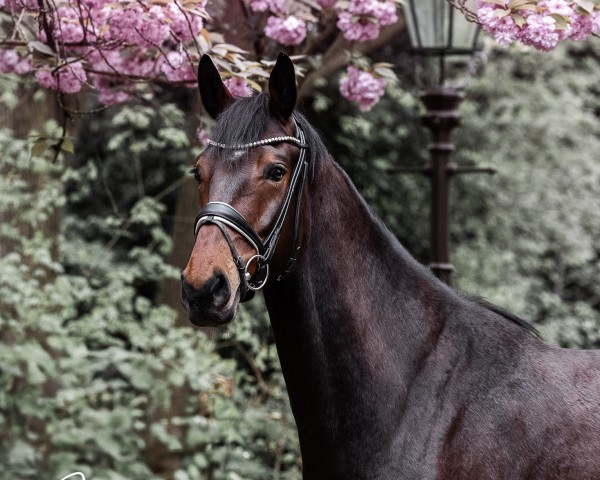 dressage horse Figo 87 (Hanoverian, 2018, from Fürst Belissaro)