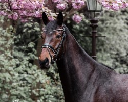 dressage horse Figo 87 (Hannoveraner, 2018, from Fürst Belissaro)