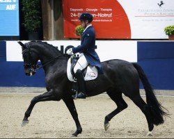 dressage horse Vitali 30 (German Sport Horse, 2016, from Vivaldi)