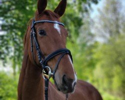 broodmare Fancy Honey K (Hanoverian, 2019, from Fürst Samarant)