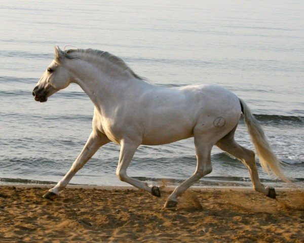 stallion Manfredo (Pura Raza Espanola (PRE), 1999, from Desafio III)