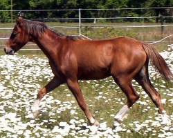 Fohlen Leonel vom Renneberg (Welsh Pony (Sek.B), 2023, von Albrecht's Hoeve Leonardo)